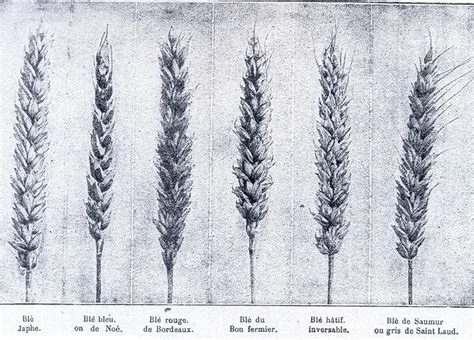 Farine de Blés anciens